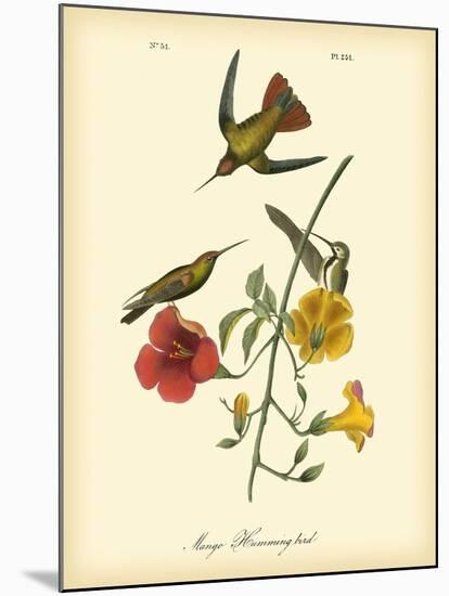 Mango Hummingbird-John James Audubon-Mounted Premium Giclee Print