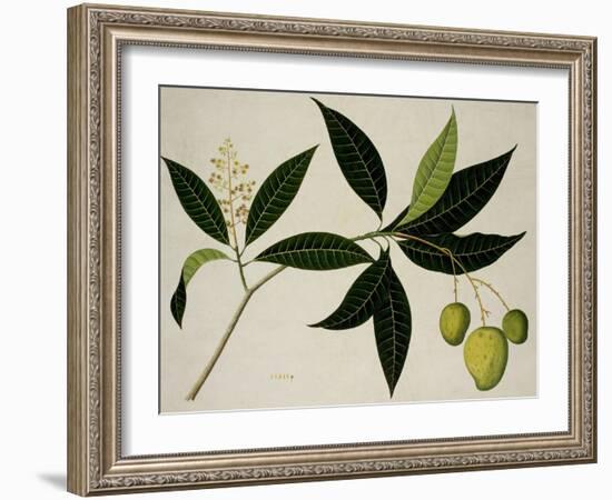 Mango Tree-null-Framed Giclee Print