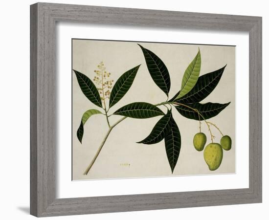 Mango Tree-null-Framed Giclee Print