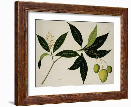 Mango Tree-null-Framed Giclee Print