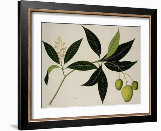 Mango Tree-null-Framed Giclee Print