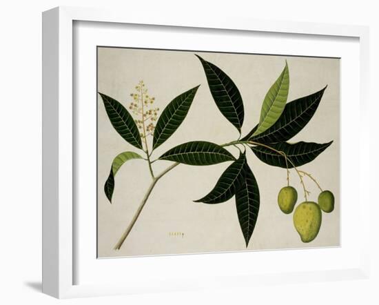 Mango Tree-null-Framed Giclee Print