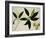 Mango Tree-null-Framed Giclee Print