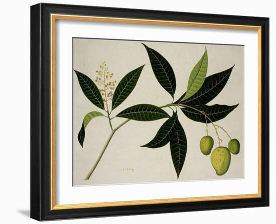 Mango Tree-null-Framed Giclee Print