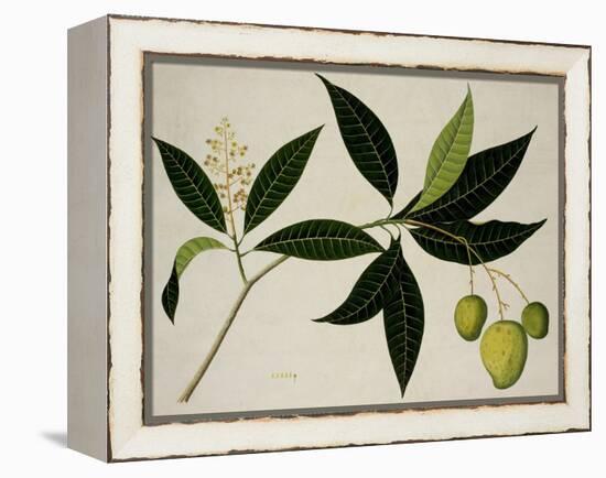 Mango Tree-null-Framed Premier Image Canvas