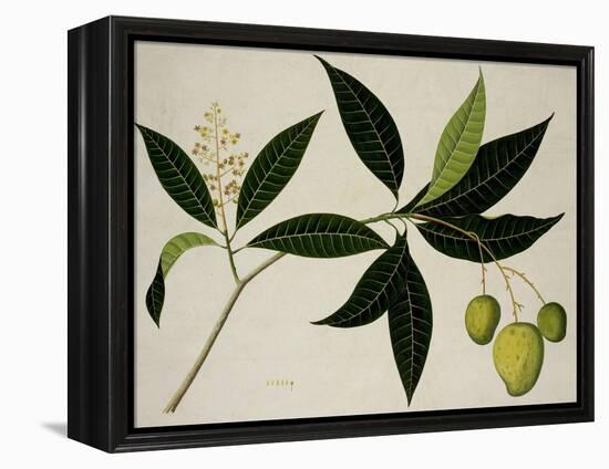 Mango Tree-null-Framed Premier Image Canvas