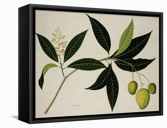 Mango Tree-null-Framed Premier Image Canvas