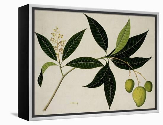 Mango Tree-null-Framed Premier Image Canvas