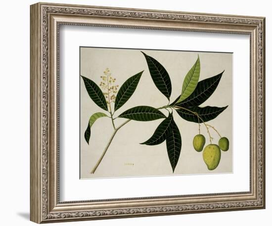 Mango Tree-null-Framed Giclee Print