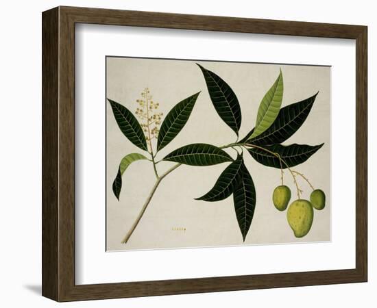 Mango Tree-null-Framed Giclee Print