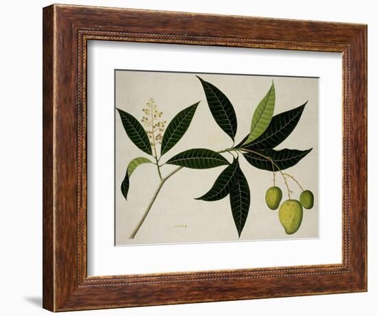 Mango Tree-null-Framed Giclee Print