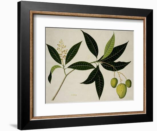 Mango Tree-null-Framed Giclee Print