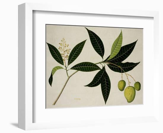 Mango Tree-null-Framed Giclee Print