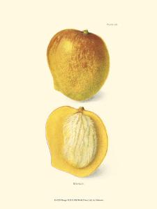 Mango Art: Prints, Paintings, Posters & Wall Art | Art.com