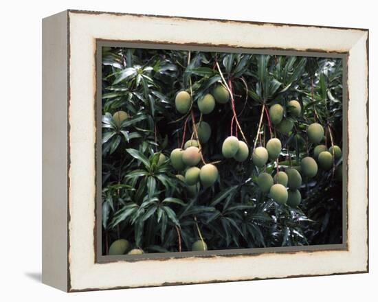 Mangoes, Fiji-David Wall-Framed Premier Image Canvas