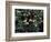 Mangoes, Fiji-David Wall-Framed Photographic Print