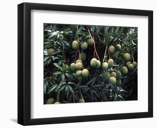 Mangoes, Fiji-David Wall-Framed Photographic Print
