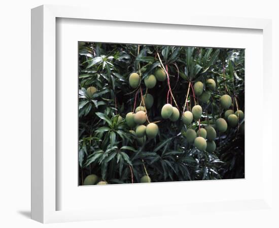 Mangoes, Fiji-David Wall-Framed Photographic Print