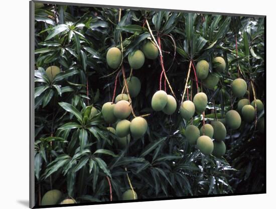 Mangoes, Fiji-David Wall-Mounted Photographic Print