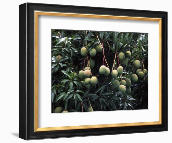 Mangoes, Fiji-David Wall-Framed Photographic Print