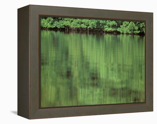 Mangrove, 10,000 Islands, Everglades, Florida, USA-Connie Bransilver-Framed Premier Image Canvas