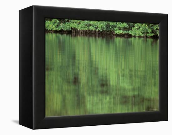 Mangrove, 10,000 Islands, Everglades, Florida, USA-Connie Bransilver-Framed Premier Image Canvas