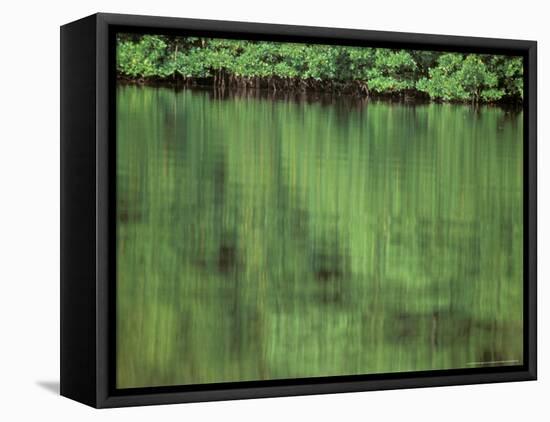 Mangrove, 10,000 Islands, Everglades, Florida, USA-Connie Bransilver-Framed Premier Image Canvas