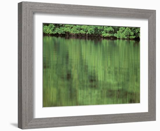 Mangrove, 10,000 Islands, Everglades, Florida, USA-Connie Bransilver-Framed Photographic Print