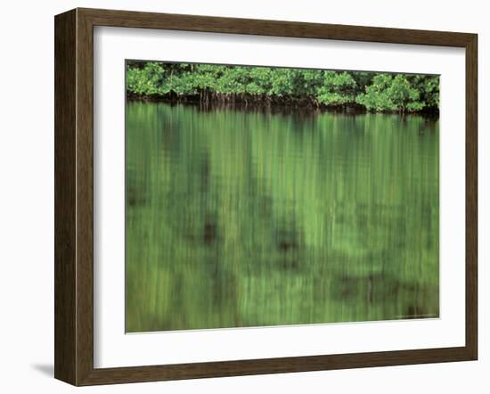 Mangrove, 10,000 Islands, Everglades, Florida, USA-Connie Bransilver-Framed Photographic Print