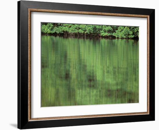 Mangrove, 10,000 Islands, Everglades, Florida, USA-Connie Bransilver-Framed Photographic Print