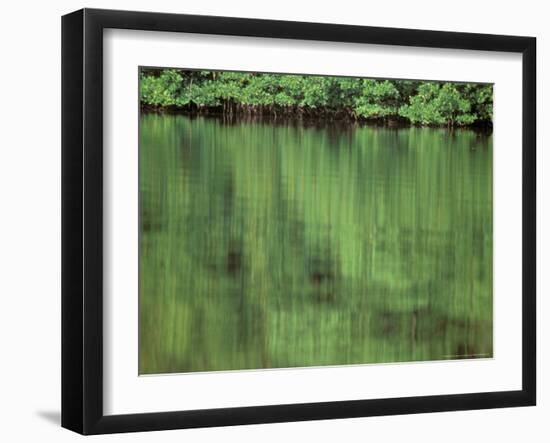 Mangrove, 10,000 Islands, Everglades, Florida, USA-Connie Bransilver-Framed Photographic Print