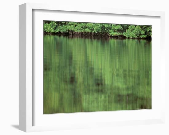 Mangrove, 10,000 Islands, Everglades, Florida, USA-Connie Bransilver-Framed Photographic Print