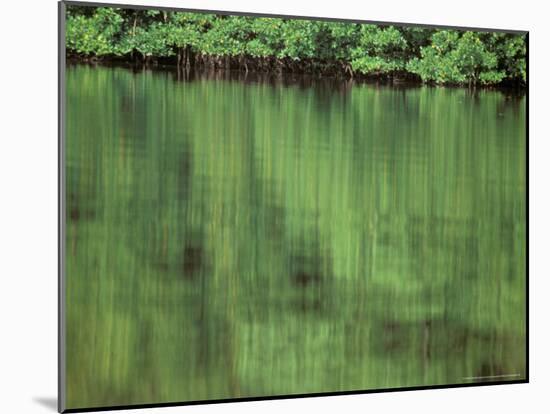 Mangrove, 10,000 Islands, Everglades, Florida, USA-Connie Bransilver-Mounted Photographic Print