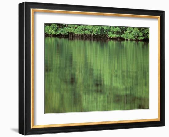 Mangrove, 10,000 Islands, Everglades, Florida, USA-Connie Bransilver-Framed Photographic Print