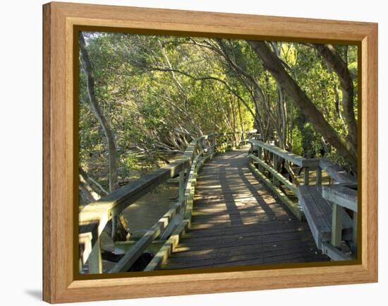 Mangrove Boardwalk, Botanic Gardens, Brisbane, Queensland, Australia-David Wall-Framed Premier Image Canvas