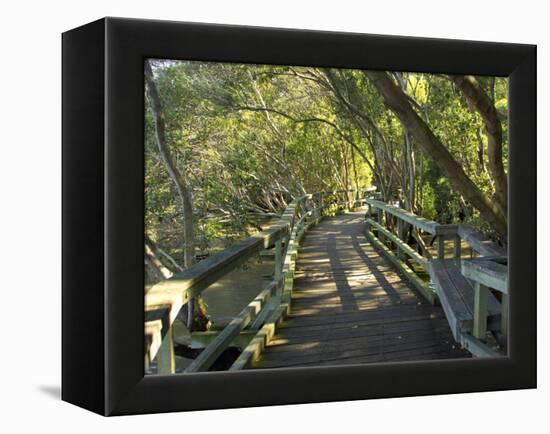 Mangrove Boardwalk, Botanic Gardens, Brisbane, Queensland, Australia-David Wall-Framed Premier Image Canvas