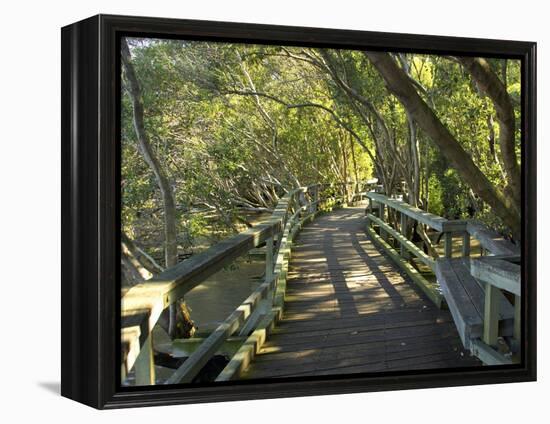 Mangrove Boardwalk, Botanic Gardens, Brisbane, Queensland, Australia-David Wall-Framed Premier Image Canvas