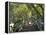 Mangrove Boardwalk, Botanic Gardens, Brisbane, Queensland, Australia-David Wall-Framed Premier Image Canvas