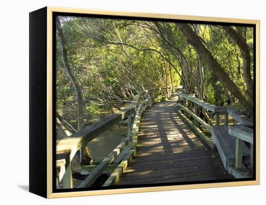 Mangrove Boardwalk, Botanic Gardens, Brisbane, Queensland, Australia-David Wall-Framed Premier Image Canvas