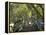 Mangrove Boardwalk, Botanic Gardens, Brisbane, Queensland, Australia-David Wall-Framed Premier Image Canvas