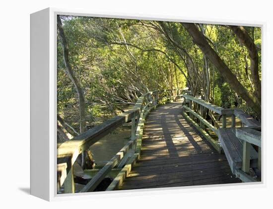 Mangrove Boardwalk, Botanic Gardens, Brisbane, Queensland, Australia-David Wall-Framed Premier Image Canvas