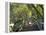 Mangrove Boardwalk, Botanic Gardens, Brisbane, Queensland, Australia-David Wall-Framed Premier Image Canvas