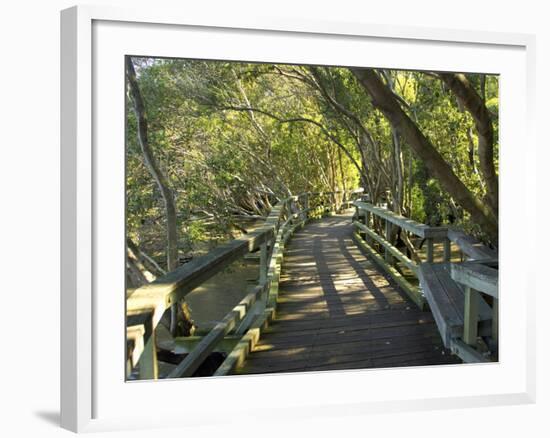 Mangrove Boardwalk, Botanic Gardens, Brisbane, Queensland, Australia-David Wall-Framed Photographic Print