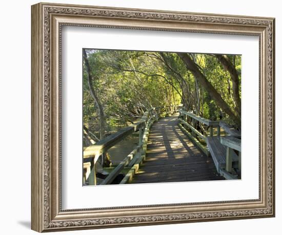 Mangrove Boardwalk, Botanic Gardens, Brisbane, Queensland, Australia-David Wall-Framed Photographic Print