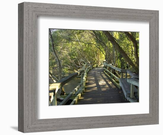 Mangrove Boardwalk, Botanic Gardens, Brisbane, Queensland, Australia-David Wall-Framed Photographic Print