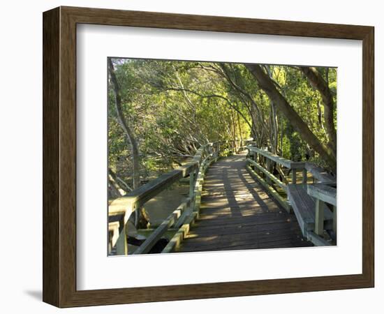 Mangrove Boardwalk, Botanic Gardens, Brisbane, Queensland, Australia-David Wall-Framed Photographic Print