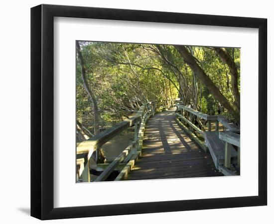 Mangrove Boardwalk, Botanic Gardens, Brisbane, Queensland, Australia-David Wall-Framed Photographic Print