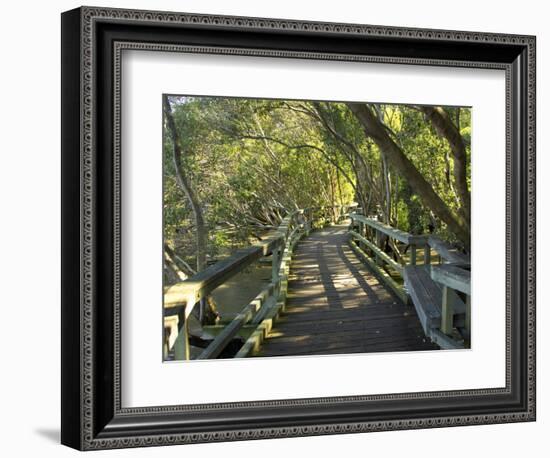 Mangrove Boardwalk, Botanic Gardens, Brisbane, Queensland, Australia-David Wall-Framed Photographic Print