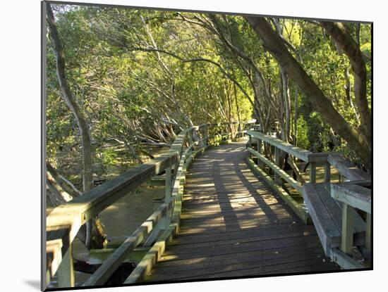 Mangrove Boardwalk, City Botanic Gardens, Brisbane, Queensland, Australia-David Wall-Mounted Photographic Print