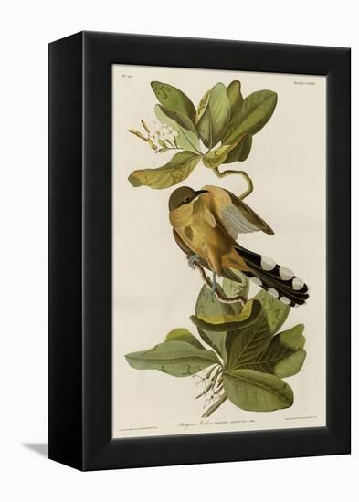 Mangrove Cuckoo-null-Framed Premier Image Canvas